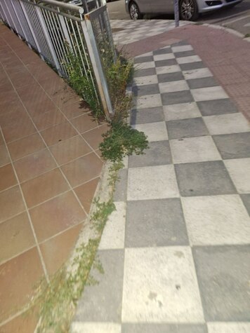 Hierbajos y excrementos de perro que encontramos por las calles de Casablanca Hierbajos y excrementos de perro que encontramos por las calles de Casablanca