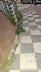 Hierbajos y excrementos de perro que encontramos por las calles de Casablanca 